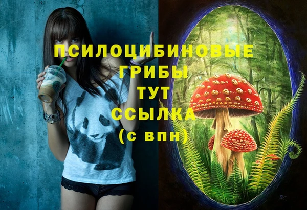 стаф Аркадак